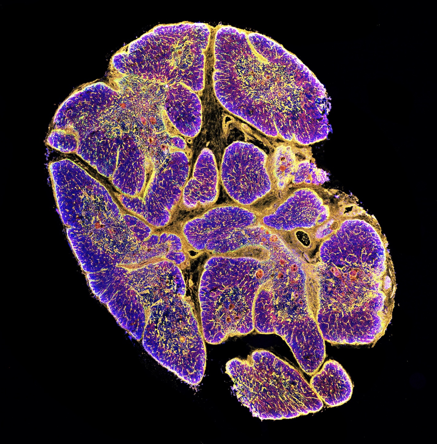 Thymus humain © Magali Irla et Jérémy Santamaria/CIML